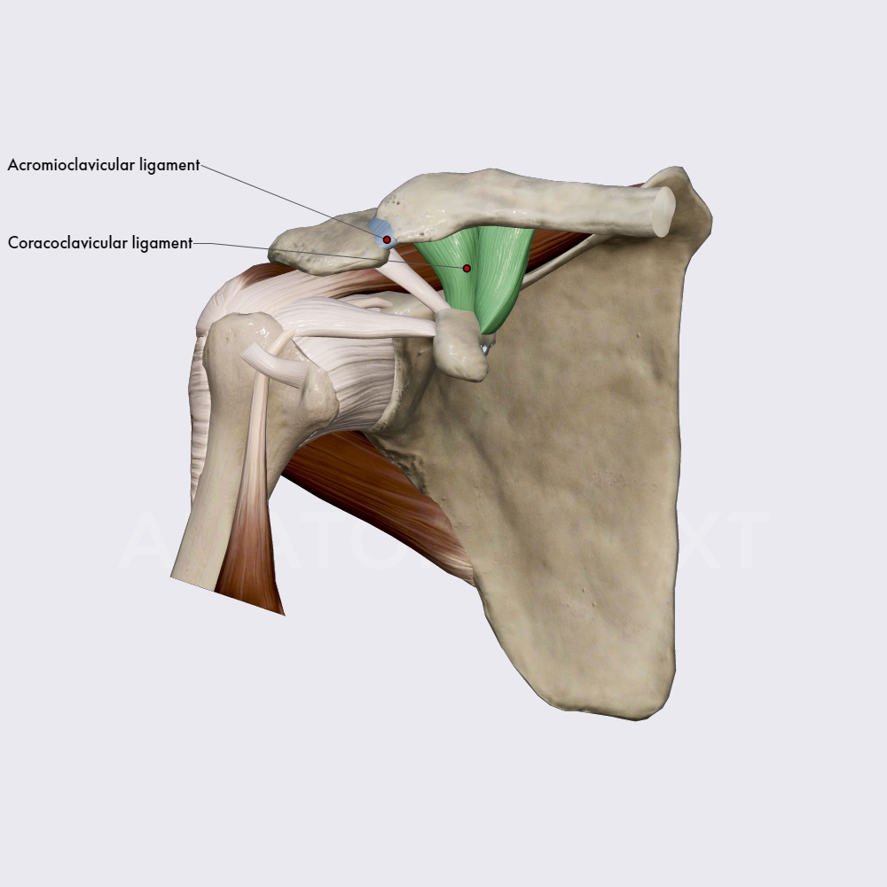Ligaments of acromioclavicular joint